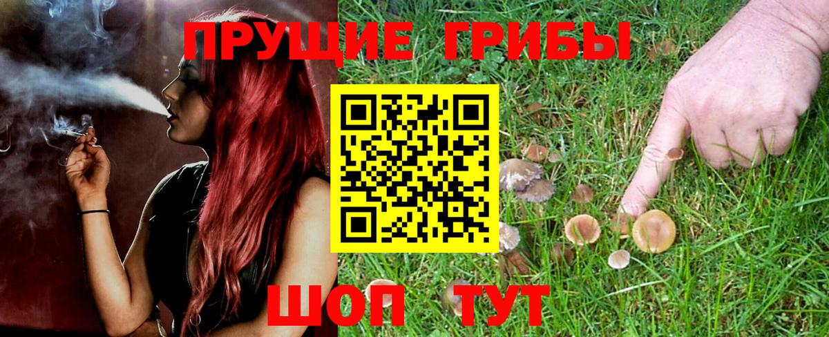 Галлюциногенные грибы Cubensis  Псилоцибиновые грибы мицелий  Вход с VPN  Курчатов 